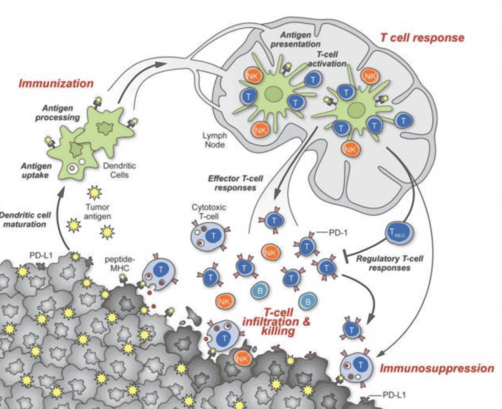Dendritic cells working to incite our immune system