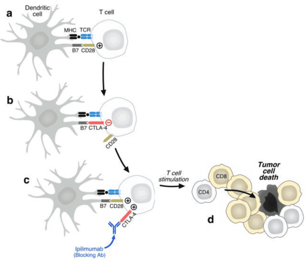 Removing T-Cell in Immunotherapy